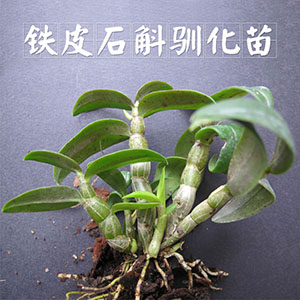 豐之源馴化苗，買3份送一包基質